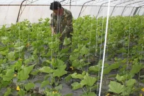 多菌灵的使用方法，不同作物的使用方法不同