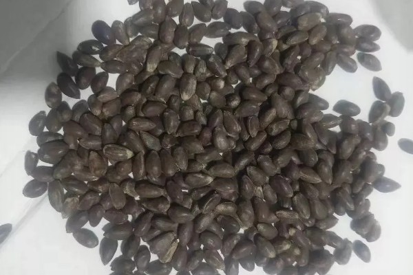 多菌灵的使用方法，不同作物的使用方法不同