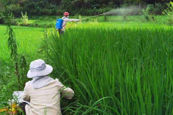 多菌灵的使用方法，不同作物的使用方法不同