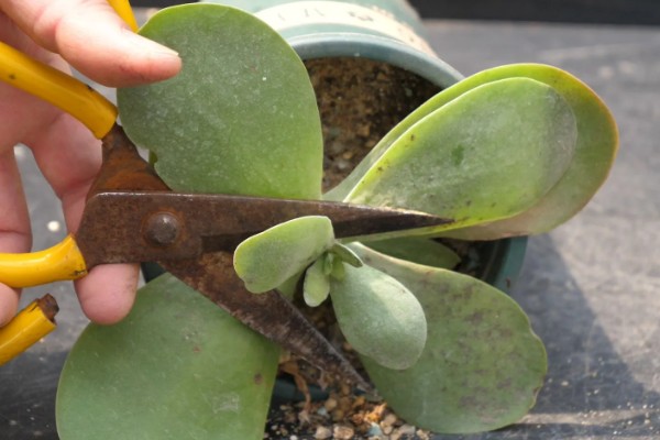 多肉植物怎么扦插繁殖，可叶插、扦插等