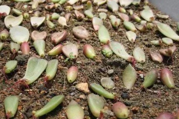 多肉植物怎么扦插繁殖，可叶插、扦插等