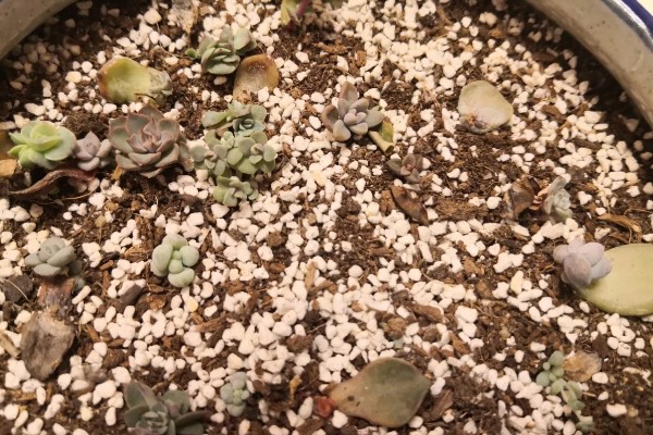 多肉植物怎么扦插繁殖，可叶插、扦插等