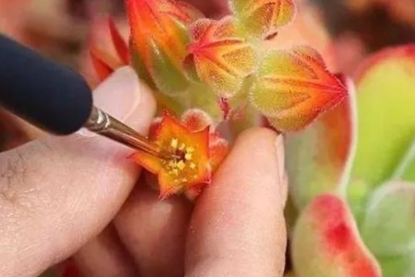 多肉植物怎么扦插繁殖，可叶插、扦插等