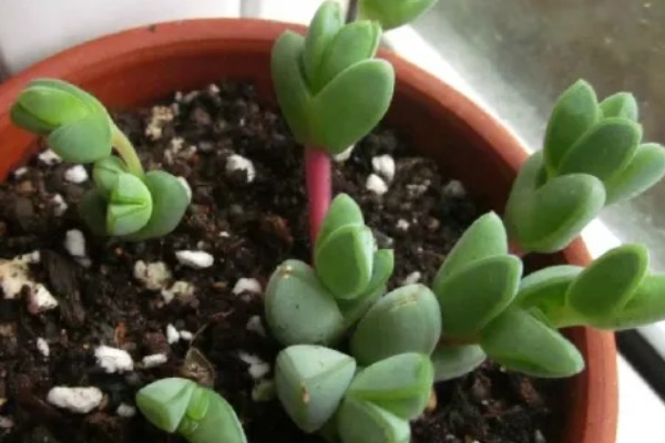 碧玉莲怎样才能开花,宜选用中性土壤种植