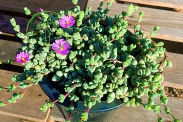 碧玉莲怎样才能开花,宜选用中性土壤种植