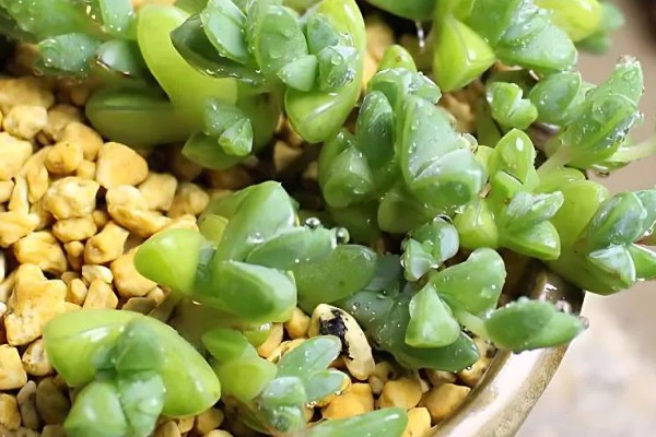 碧玉莲怎样才能开花,宜选用中性土壤种植