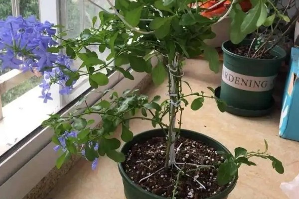 蓝雪花的移栽注意事项,移栽后将植株放置在荫蔽处进行缓苗