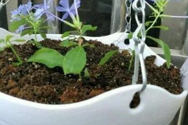 蓝雪花的移栽注意事项,移栽后将植株放置在荫蔽处进行缓苗