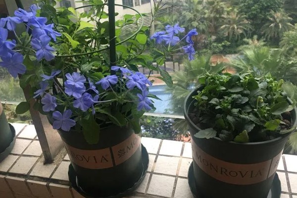 蓝雪花的移栽注意事项,移栽后将植株放置在荫蔽处进行缓苗