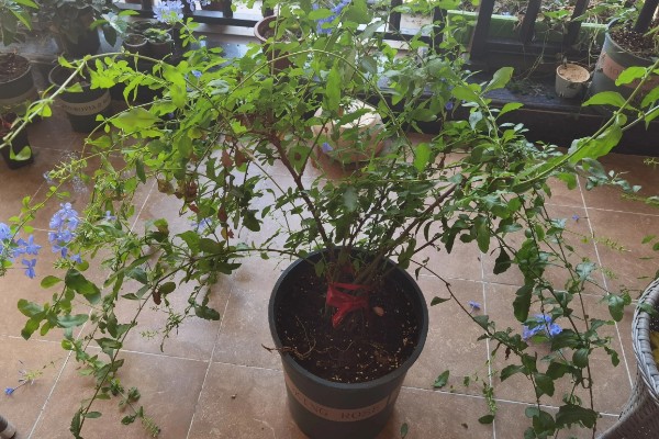 蓝雪花的移栽注意事项,移栽后将植株放置在荫蔽处进行缓苗