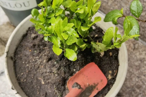 蓝雪花的移栽注意事项,移栽后将植株放置在荫蔽处进行缓苗