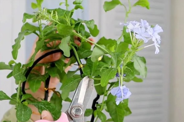 蓝雪花的移栽注意事项,移栽后将植株放置在荫蔽处进行缓苗