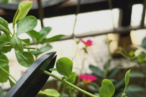 蓝雪花的移栽注意事项,移栽后将植株放置在荫蔽处进行缓苗