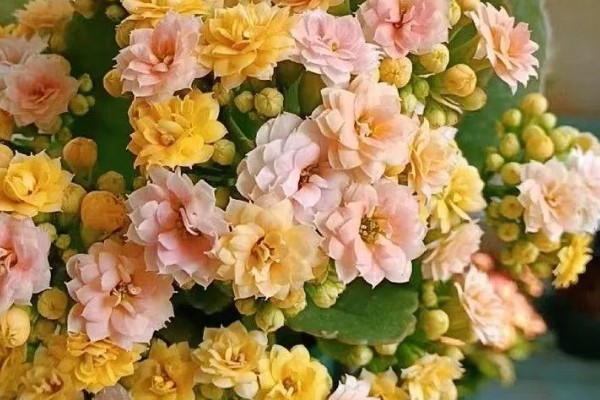 长寿花春季会不会开放,花期为12月份至翌年4月份左右