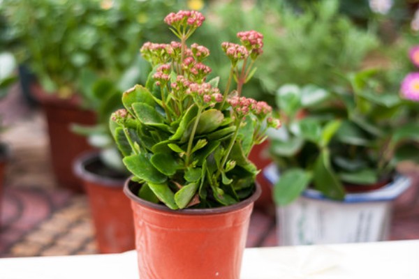 长寿花春季会不会开放,花期为12月份至翌年4月份左右