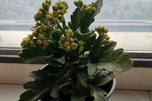 长寿花春季会不会开放,花期为12月份至翌年4月份左右