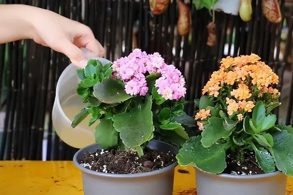 长寿花春季会不会开放,花期为12月份至翌年4月份左右