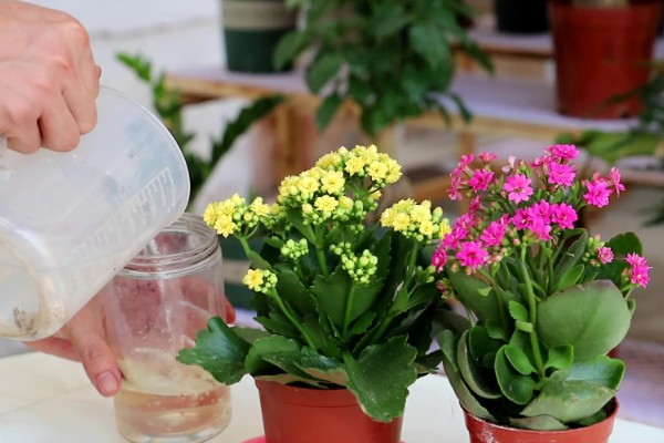 长寿花春季会不会开放,花期为12月份至翌年4月份左右