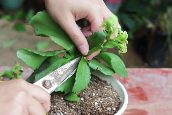 长寿花春季会不会开放,花期为12月份至翌年4月份左右