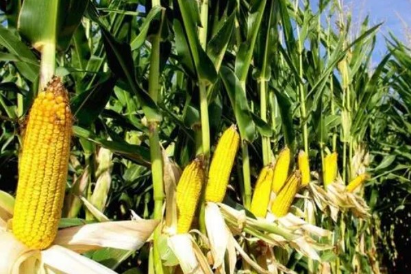 强盛399玉米种的特征特性，生育期为138天左右