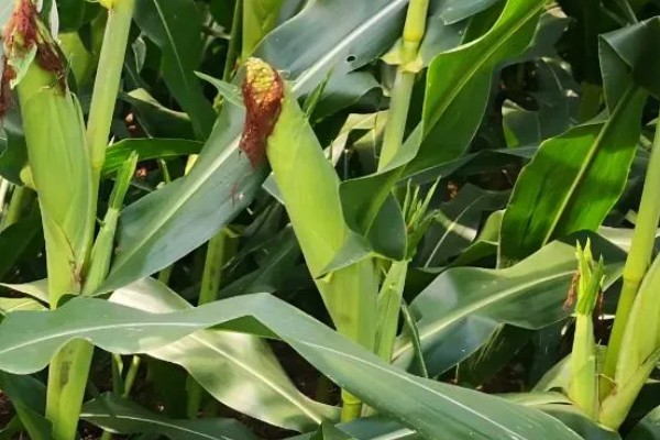 强盛399玉米种的特征特性，生育期为138天左右