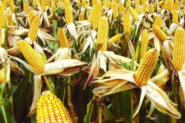 强盛399玉米种的特征特性，生育期为138天左右