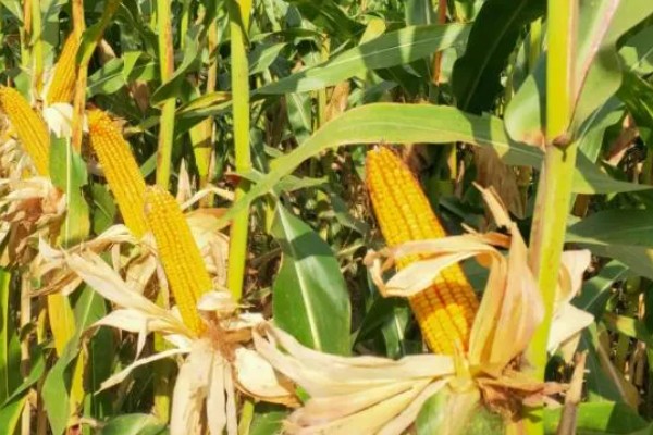 强盛399玉米种的特征特性，生育期为138天左右