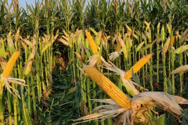 强盛399玉米种的特征特性，生育期为138天左右