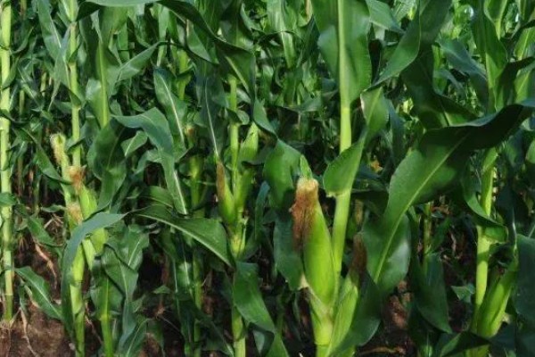 强盛399玉米种的特征特性，生育期为138天左右