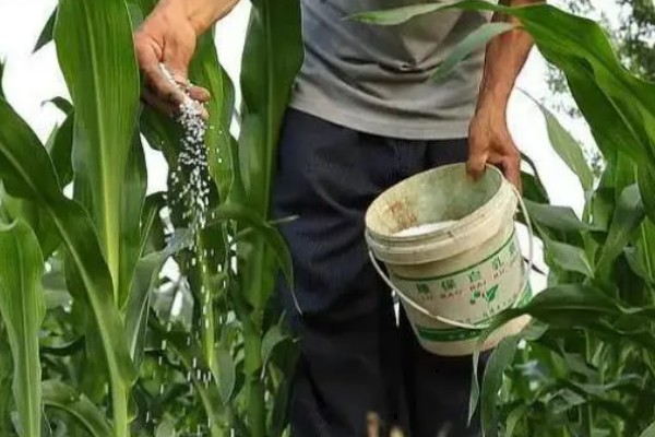 强盛399玉米种的特征特性，生育期为138天左右