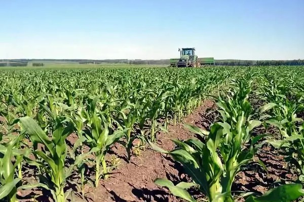 强盛399玉米种的特征特性，生育期为138天左右