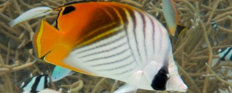 人字蝶鱼好不好养，饲养难度不大