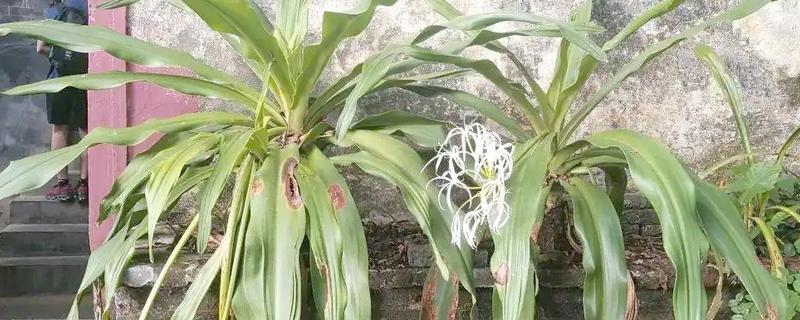 文殊兰如何修剪，要定期为其修剪枝叶