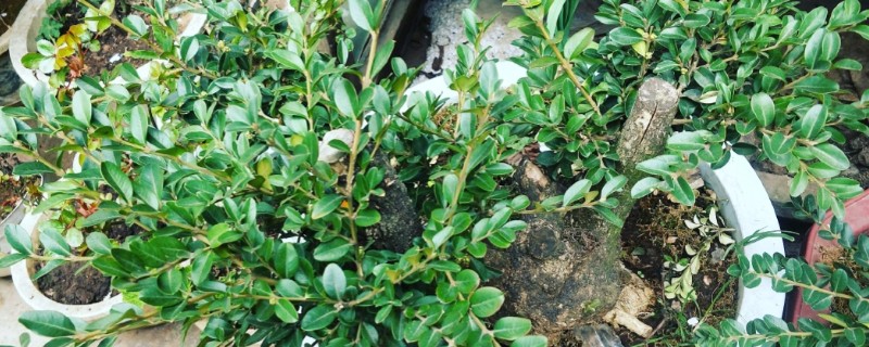 老枝黄杨怎么才能插活，4-6月扦插为佳