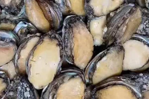 鲍鱼的食用部位,主要吃肥厚的足部肌肉