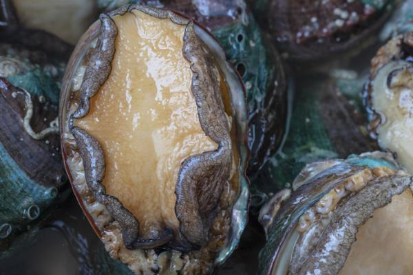 鲍鱼的食用部位,主要吃肥厚的足部肌肉