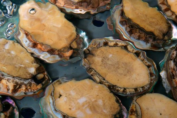 鲍鱼的食用部位,主要吃肥厚的足部肌肉