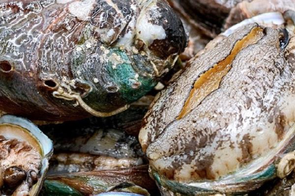 鲍鱼的食用部位,主要吃肥厚的足部肌肉