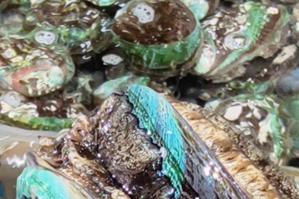 鲍鱼的食用部位,主要吃肥厚的足部肌肉