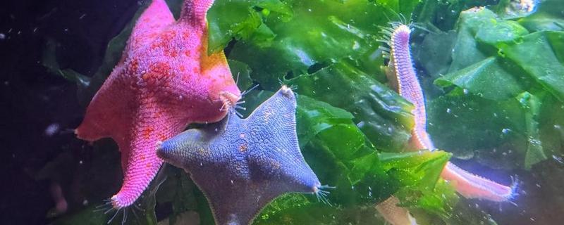 海星的饲养方法，可以投喂小鱼、小虾等