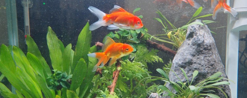 鱼缸能不能一直打氧，一直打氧有利有弊