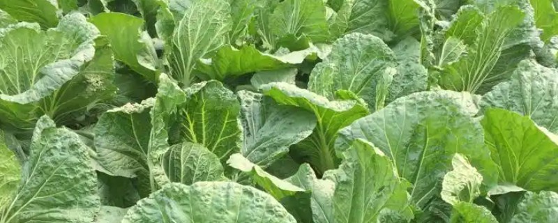 八月份可以种什么菜，推荐大白菜、茄子等