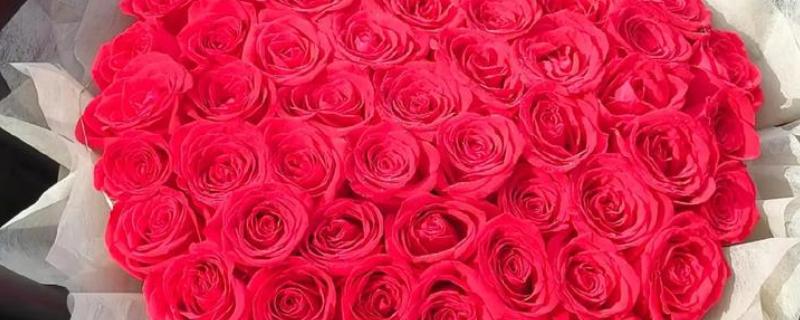 18朵红玫瑰代表什么，具有热烈爱情、青春永驻等含义