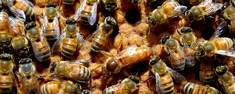 意蜂适合几框过冬，因蜂种、气候、管理方法而异