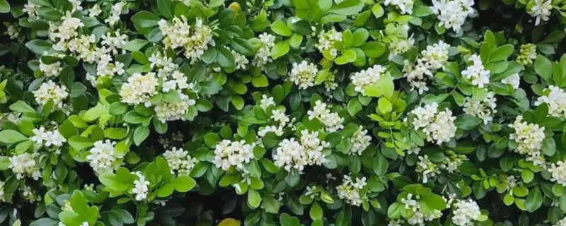 九里香有哪些花语，具有甜蜜温馨、遥远的爱等含义