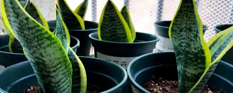 裸根虎皮兰上盆几天可以生根，需要一个月左右