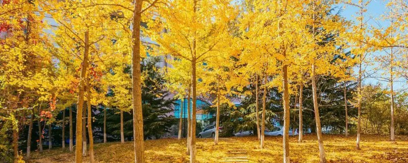 银杏有什么寓意，代表坚韧、守候