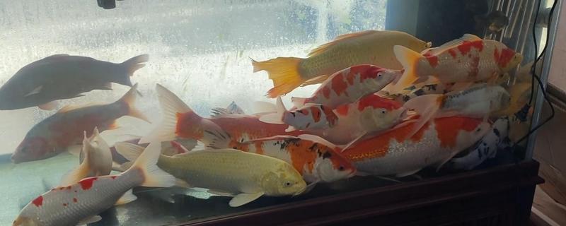 刚入缸的锦鲤怎么养，水温保持在20-25℃