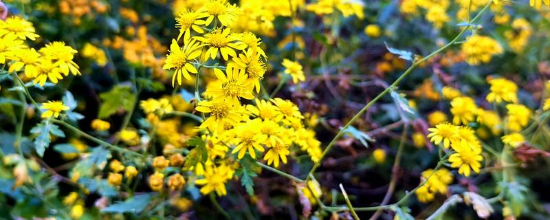 菊花的品种，常见野菊、墨菊、日光菊等种类