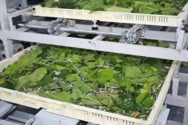 蚕要怎么养，每个时间段喂养的桑叶也不同